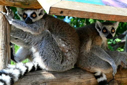 Two ring-tailed lemurs on a wooden platform, clinging onto the structure