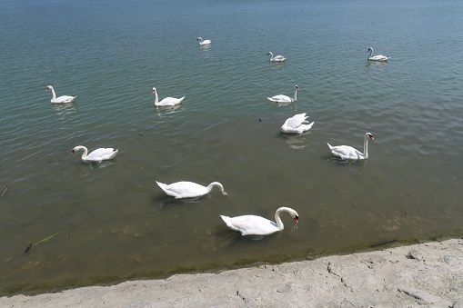 Swans on the Danube river