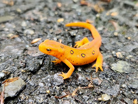 Salamander