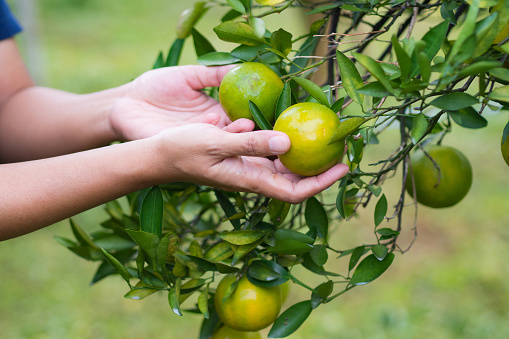 Orange fruit with fungal disease at tree