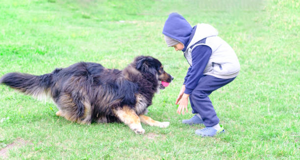 istock Child playing with a dog on a green lawn 1498926304