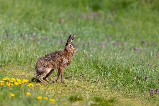 European hare (Lepus europaeus) sitting in a meadow.