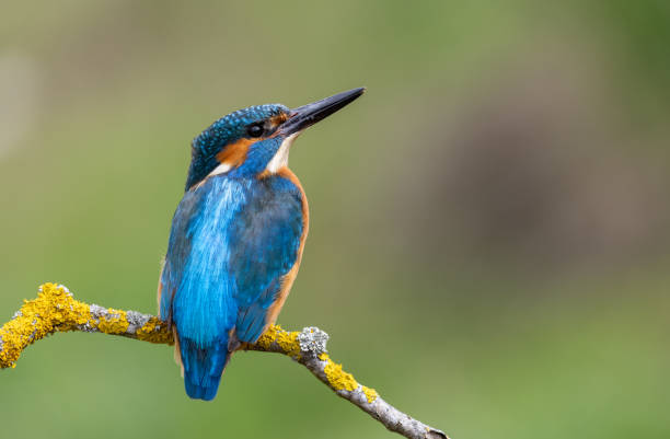 istock Male common kingfisher 1498928621