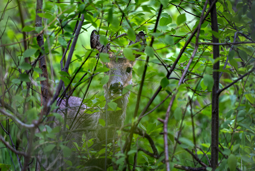 Portrait of a doe (Capreolus capreolus) hiding in a forest.