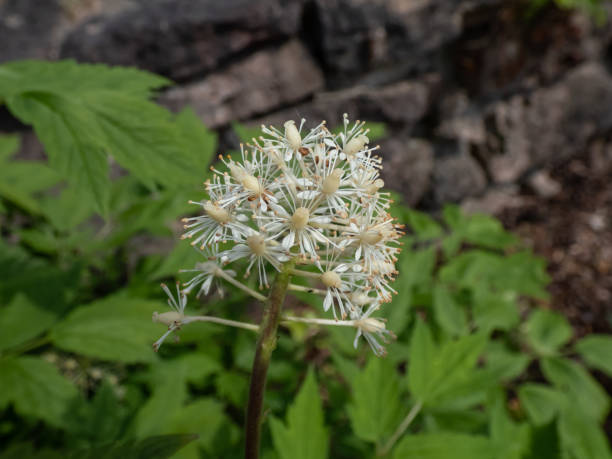 Poisonous plant the Red baneberry or chinaberry (Actaea rubra) blooming with small white flowers in the garden Close-up shot of poisonous plant the Red baneberry or chinaberry (Actaea rubra) blooming with small white flowers in the garden chinaberry stock pictures, royalty-free photos & images