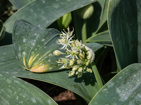 The dwarf ornamental onion (Allium karataviense Regel) 'Ivory Queen' starting to flower with elegant globe-shaped clusters of white starry flowers in garden