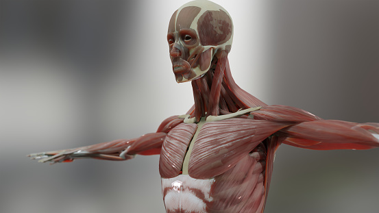 Human anatomy, muscles, organs, bones. Creative color palettes, designer details, unstructured showing parts, upper body muscle, Medically accurate, human male body, surgery, 3d render