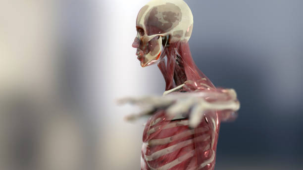 istock Human anatomy, muscles, organs, bones. Creative color palettes, designer details, unstructured showing parts, upper body muscle, Medically accurate, human male body, surgery, 3d render 1498928940