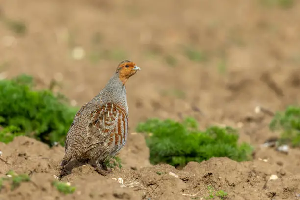 Male grey partridge (Perdix perdix) standing on an agricultural field.