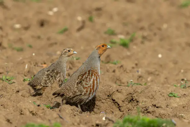 Photo of Pair of grey partridges (Perdix perdix)