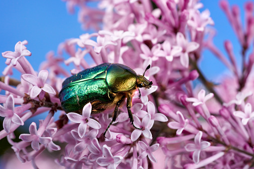 Green Rose Chafer (Cetonia aurata) in spring on small pink flowers of lilac - Baden-Württemberg, Germany