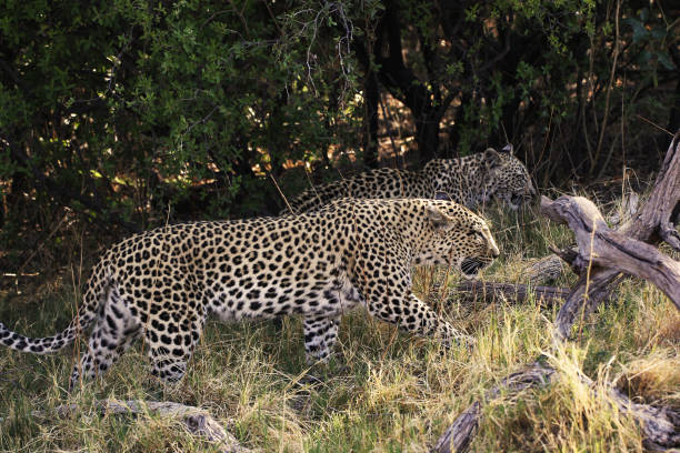istock Leopard, panthera pardus, Mother and Cub, Moremi Reserve, Okavango Delta in Botswana 1498931068