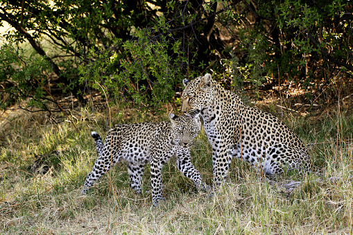 Leopard, panthera pardus, Mother and Cub, Moremi Reserve, Okavango Delta in Botswana