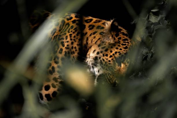 istock Adult leopard sleeping on the grass. 1498933136