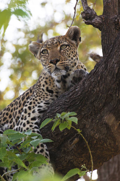 istock Leopard, panthera pardus, Adult standing in Tree, Moremi Reserve, Okavango Delta in Botswana 1498933308