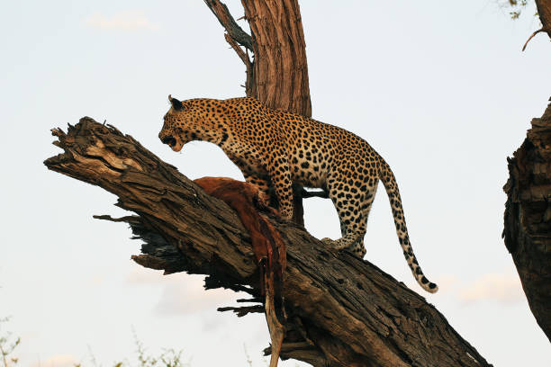 istock Leopard, panthera pardus, Adult standing in Tree, with a Kill, Moremi Reserve, Okavango Delta in Botswana 1498933700