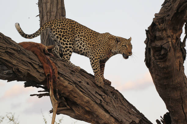 istock Leopard, panthera pardus, Adult standing in Tree, with a Kill, Moremi Reserve, Okavango Delta in Botswana 1498934039