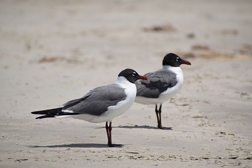 Portrait of two beautiful Seagull standing side by side at Galveston Beach in Houston Texas