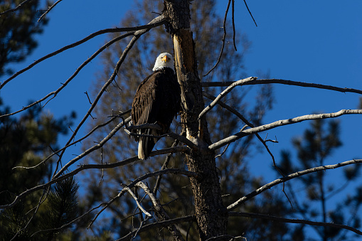 A bald Eagle rests on a dead branch of a  spruce tree.
