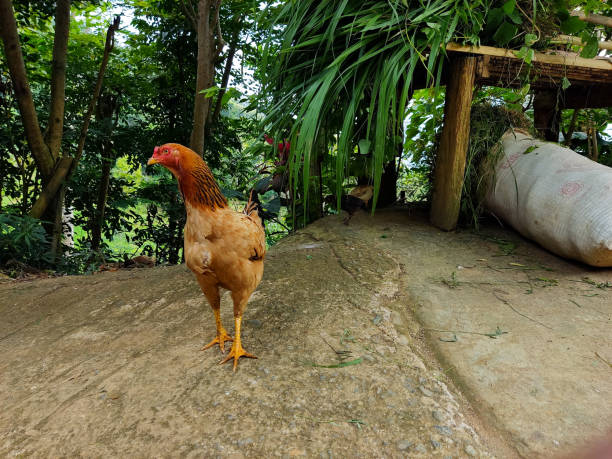 コピー用スペース付きの鶏鶏の写真。農業または農場のソーシャルメディアの投稿またはコンテンツ、広告、デザイン要素、動物飼料パッケージ、説明の背景などに適しています。 - chicken animal foot farm store ストックフォトと画像