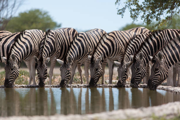 istock Group of zebras 1498939357