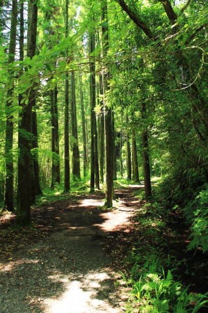 istock beautiful forest road road scenery 1498939886