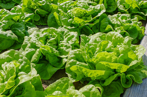 istock Close-up of ripe lettuce on vegetable patch. 1498939930
