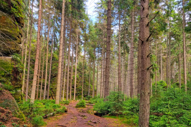 istock Beautiful picturesque pine forest. Young forest, fresh air. 1498940131