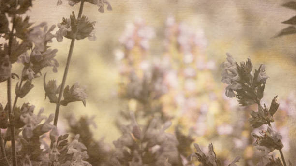 Vintage Pale spring flowers on a blurred background. valentine's day, mother's day romantic vintage wallpaper