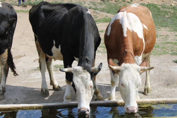 istock cows grazing and drinking water in nature 1498942540