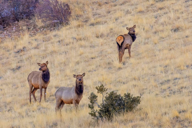 istock Herd of Elk 1498944634