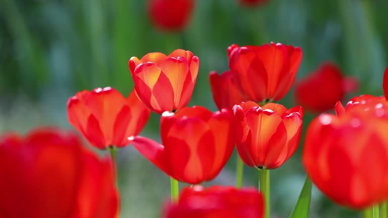 Springtime Blooming tulip sway with the wind