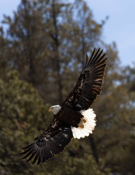 istock Bald Eagles at Eleven Mile Canyon 1498945821