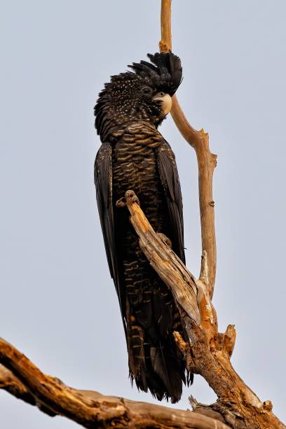 istock Black Cockatoo perched atop a slender tree with the blue sky in background 1498947294