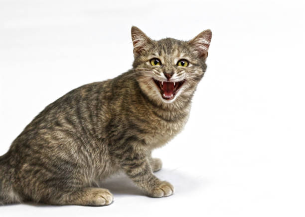 Agressive angry Cat, Frightened Kitten growls