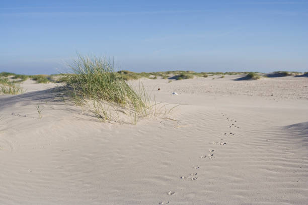 istock Duinen op Vlieland, Dunes at Vlieland 1498947576