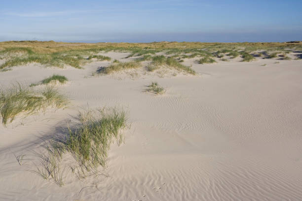 istock Duinen op Vlieland, Dunes at Vlieland 1498947591