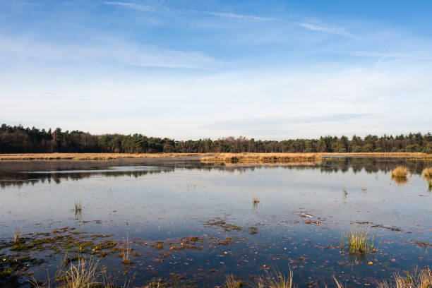 istock Waterplas in Het Gooi, Lake in Het Gooi 1498947618