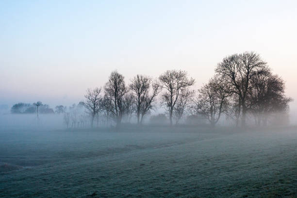 istock Trees in misty meadow at Ouderkerk 1498947640