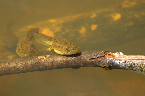 American Bullfrog (Lithobates catesbeianus) Tadpoles beginning to transform.