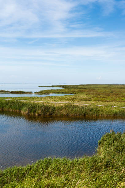 istock Landschap in Warkumerwaard; Landscape at Warkumerwaard 1498948388