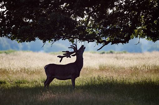 Silhouette of stag deer eating from tree in the morning sun at Bushy Park Surrey UK