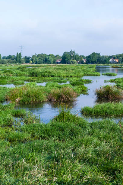 istock Landscape at Poelgeest polder 1498949240