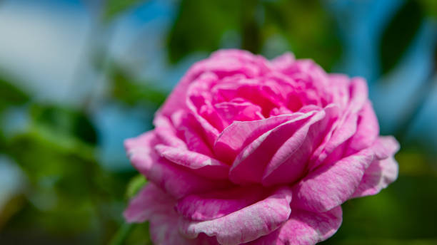 istock Pink tea rose flower in the garden. 1498949266
