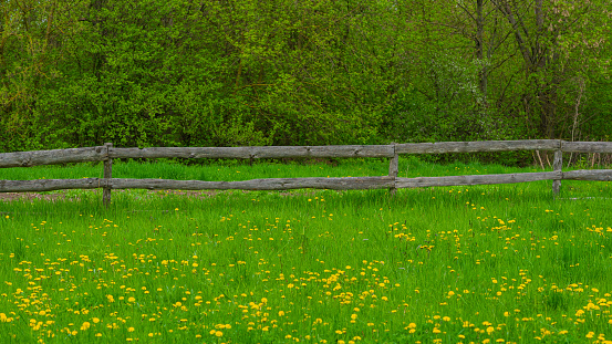 Old wooden fence on the background of a green meadow. April. Web banner.