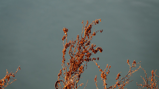 Dry plants in sunlight. Early spring. Web banner.