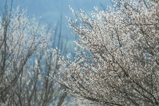 A beautiful shot of branches with blooming cherry blossom flowers