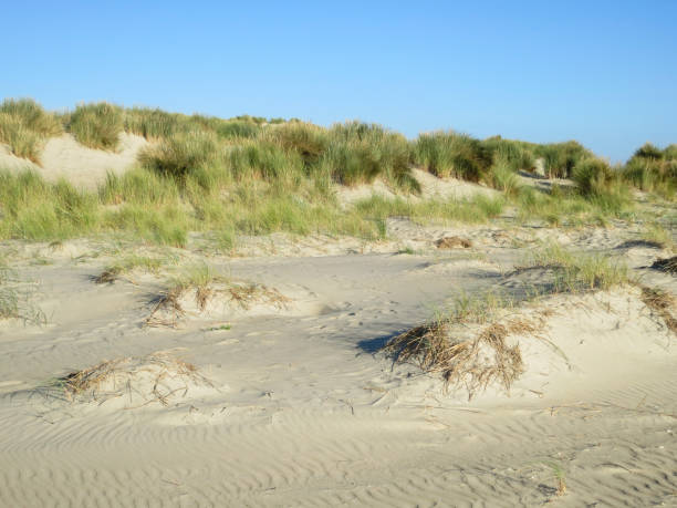 istock Duinen op Vlieland, Dunes at Vlieland 1498952644