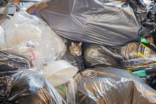 Bangkok, Thailand - March 29th 2023: A brown rat in a pile of garbage in a back street in the center of the capital of Thailand