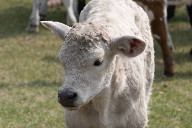 istock Closeup side view of a young Charolais calf 1498952994